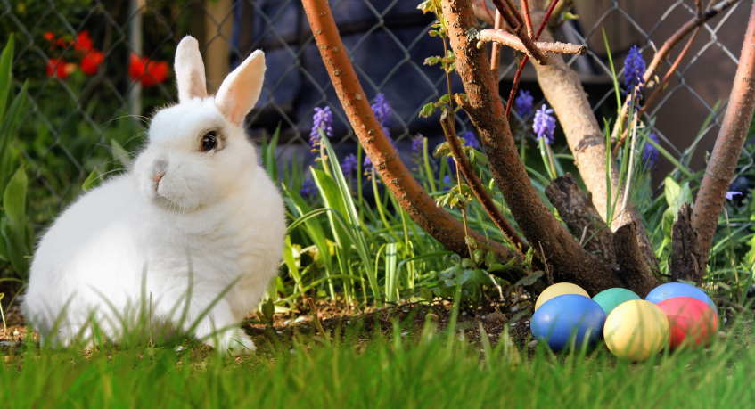 Easter Celebrations